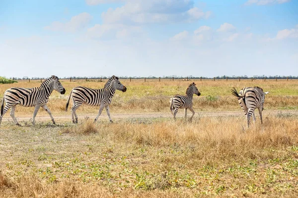 Belíssimas Zebras Santuário Vida Selvagem — Fotografia de Stock