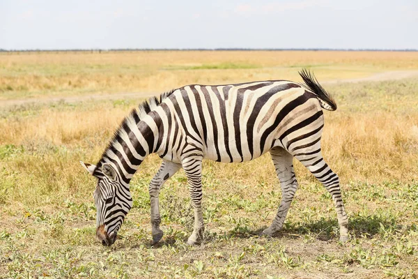 Bela Zebra Santuário Vida Selvagem — Fotografia de Stock