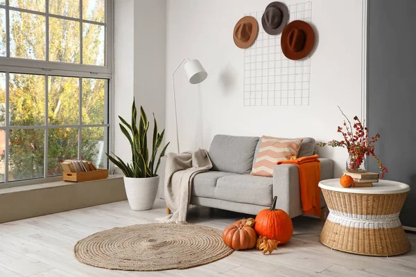 Interior Modern Living Room Comfortable Sofa Houseplant Pumpkins — Stock Photo, Image