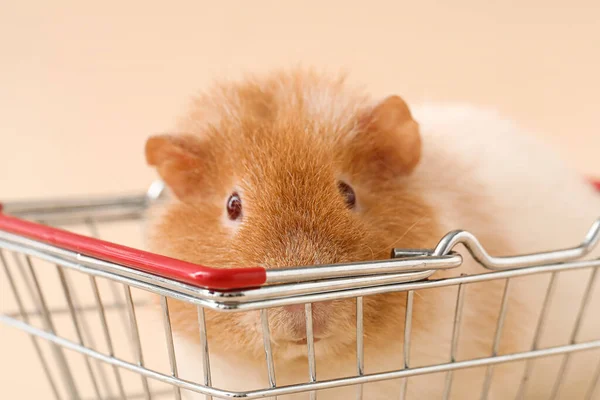 Funny Guinea Pig Shopping Basket Beige Background Closeup — Stock Photo, Image