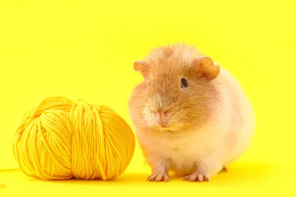 面白いギニア豚と編み糸上の黄色の背景 — ストック写真