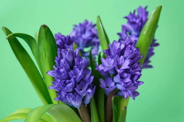 Beautiful Blooming Flowers Green Background Closeup — Stock Photo, Image