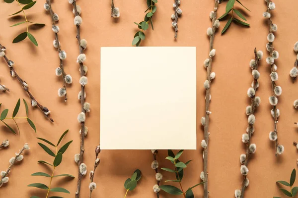 Composition Blank Card Pussy Willow Branches Eucalyptus Color Background — Stockfoto
