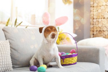 Tavşan kulaklı şirin Jack Russel teriyeri ve evdeki kanepede oturan Paskalya yumurtaları.