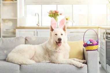 Tavşan kulaklı komik beyaz köpek ve sepetinde paskalya yumurtaları evdeki kanepede yatıyor.