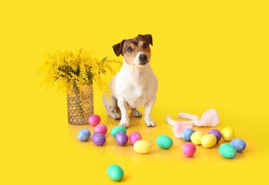 Paskalya yumurtaları, vazosu ve sarı arka planda mimoza çiçekleri olan şirin Jack Russel Teriyeri.