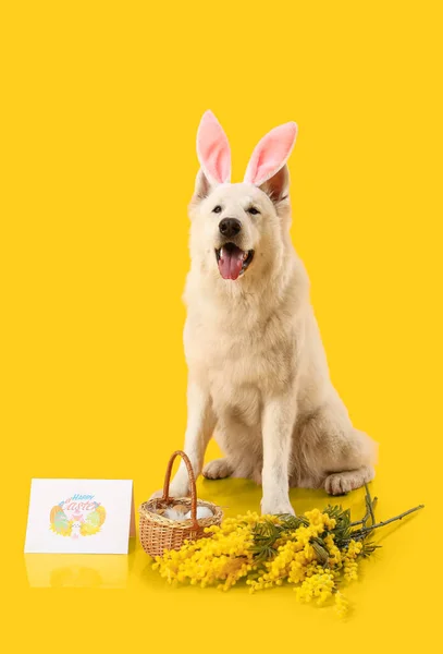 Słodki Pies Króliczymi Uszami Kwiatami Kartką Okolicznościową Koszykiem Wielkanocnym Żółtym — Zdjęcie stockowe