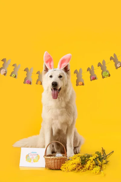Słodki Pies Króliczymi Uszami Kwiatami Kartką Okolicznościową Koszykiem Wielkanocnym Żółtym — Zdjęcie stockowe