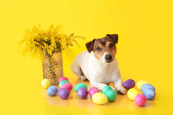 Bonito Jack Russel Terrier Com Ovos Páscoa Vaso Flores Mimosa — Fotografia de Stock
