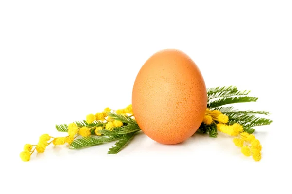 Easter Egg Beautiful Mimosa Branches White Background — Stock Photo, Image