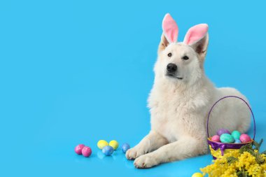 Mavi arka planda Paskalya yumurtaları ve mimoza çiçekleri olan tavşan kulaklı komik beyaz köpek.