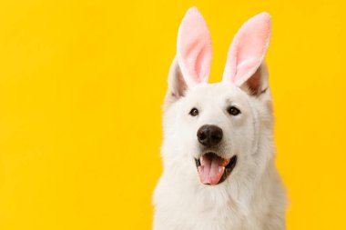 Sarı arka planda tavşan kulaklı komik beyaz köpek, yakın plan