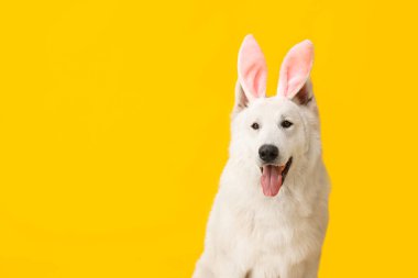 Sarı arka planda tavşan kulaklı komik beyaz köpek