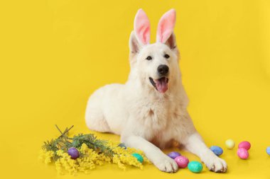Tavşan kulaklı komik beyaz köpek Paskalya yumurtaları ve sarı arka planda mimoza çiçekleri