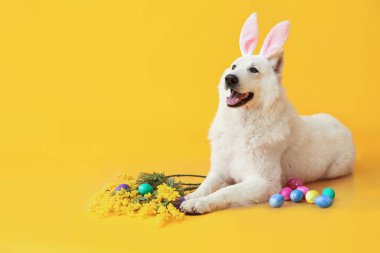 Tavşan kulaklı komik beyaz köpek Paskalya yumurtaları ve sarı arka planda mimoza çiçekleri