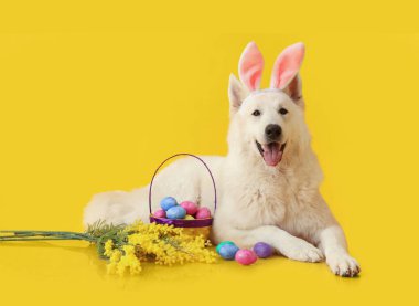 Tavşan kulaklı şirin beyaz köpek. Paskalya yumurtaları ve sarı arka planda mimoza çiçekleri.