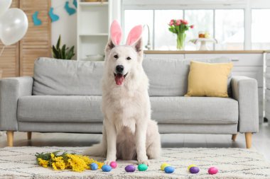 Evde paskalya yumurtası ve mimoza çiçeğiyle tavşan kulaklı komik beyaz köpek.