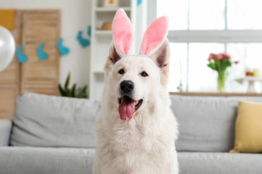 Evdeki tavşan kulaklı komik beyaz köpek, yakın plan.