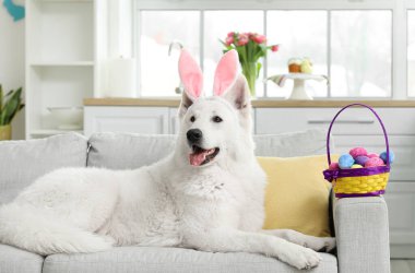 Tavşan kulaklı komik beyaz köpek ve sepetinde paskalya yumurtaları evdeki kanepede yatıyor.