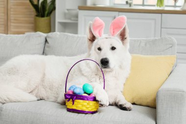 Tavşan kulaklı komik beyaz köpek ve sepetinde paskalya yumurtaları evdeki kanepede yatıyor.