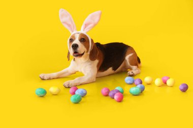 Tavşan kulaklı komik Beagle köpeği ve sarı arka planda Paskalya yumurtaları