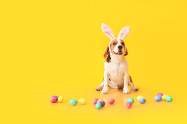 Tavşan kulaklı komik Beagle köpeği ve sarı arka planda Paskalya yumurtaları