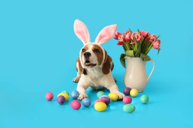 Tavşan kulaklı komik av köpeği, mavi arka planda paskalya yumurtaları ve laleler.