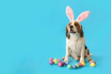 Tavşan kulaklı komik Beagle köpeği ve mavi arka planda Paskalya yumurtaları