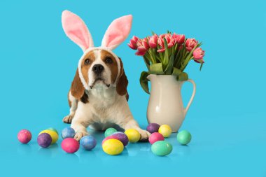 Tavşan kulaklı komik av köpeği, mavi arka planda paskalya yumurtaları ve laleler.