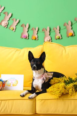 Mimoza çiçekli şirin bir köpek, tebrik kartı ve yeşil duvarın yanındaki kanepede duran paskalya yumurtaları.