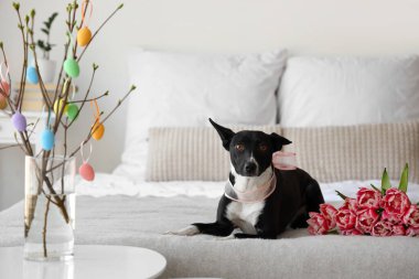 Evde yatağında laleleri olan sevimli bir köpek. Paskalya tatili