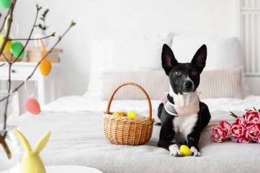 Sepetinde Paskalya yumurtaları ve evde yatakta laleleri olan sevimli bir köpek.