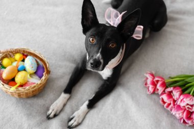Sepetinde Paskalya yumurtaları ve evde yatakta laleleri olan sevimli bir köpek.
