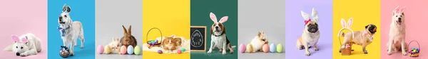 Állítsa Aranyos Állatok Színes Háttér Húsvéti Ünnepség — Stock Fotó