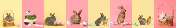 Set Mit Niedlichen Hasen Und Ostereiern Auf Farbigem Hintergrund — Stockfoto