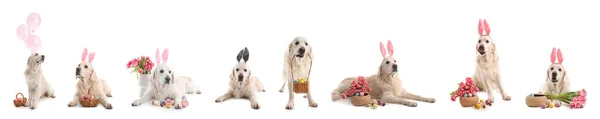 Conjunto Com Cão Bonito Fundo Branco Celebração Páscoa — Fotografia de Stock