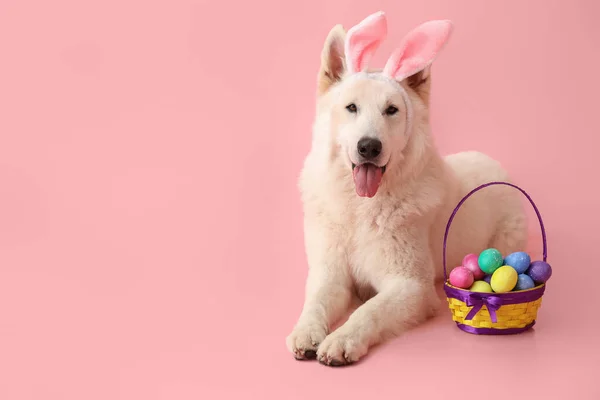 Funny White Dog Bunny Ears Easter Eggs Basket Pink Background — Stock Photo, Image