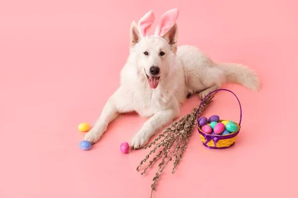 有复活节彩蛋的兔子耳朵和粉色背景的柳枝的有趣的白色狗 — 图库照片