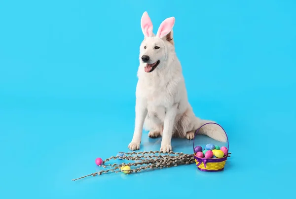 Śmieszny Biały Pies Uszach Króliczka Wielkanocnymi Jajkami Gałęziami Wierzby Niebieskim — Zdjęcie stockowe
