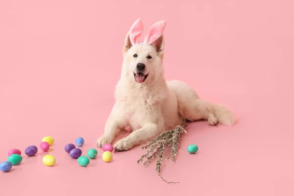 Chien Blanc Drôle Dans Les Oreilles Lapin Avec Des Œufs — Photo