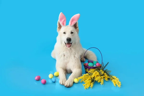 Chien Blanc Drôle Dans Les Oreilles Lapin Avec Des Œufs — Photo