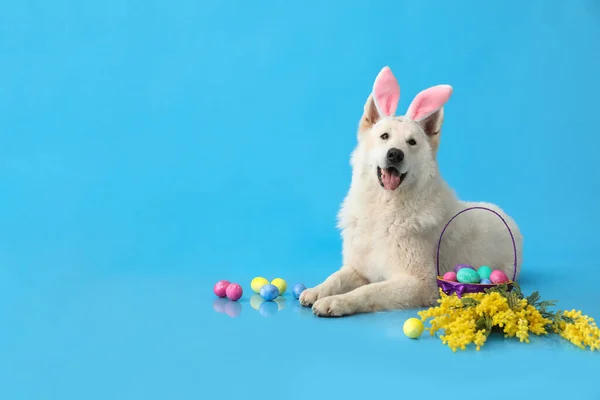 有复活节彩蛋和蓝色背景的模仿花的兔子耳朵中有趣的白色狗 — 图库照片