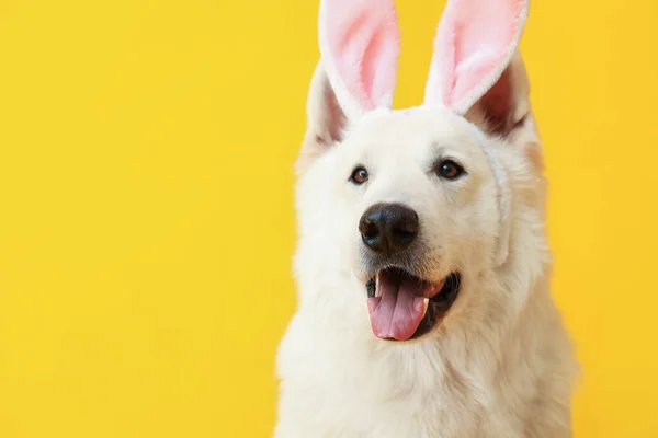 黄色背景的兔子耳朵中的有趣的白色狗 特写镜头 — 图库照片