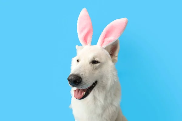 Cão Branco Engraçado Orelhas Coelho Fundo Azul Close — Fotografia de Stock