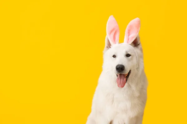 Funny White Dog Bunny Ears Yellow Background — Stock Photo, Image