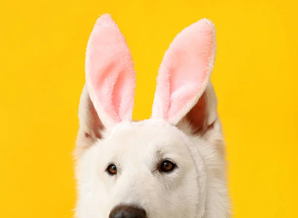 黄色背景的兔子耳朵中的有趣的白色狗 特写镜头 — 图库照片
