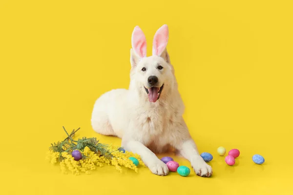 小白狗 长着复活节彩蛋 黄色背景上的花朵 — 图库照片
