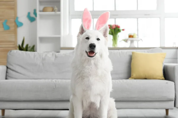 家兔耳朵里有只有趣的白狗 — 图库照片