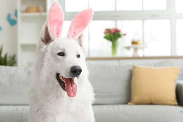 家兔耳朵里有只有趣的白狗 特写镜头 — 图库照片