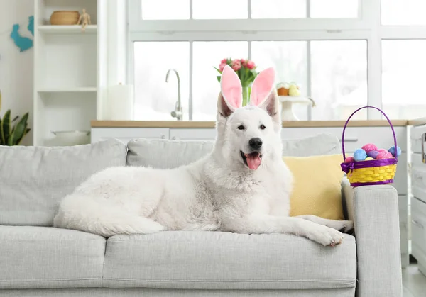 Śmieszny Biały Pies Króliczymi Uszami Pisankami Koszyku Leżącym Sofie Domu — Zdjęcie stockowe